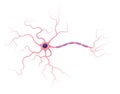 Illustration of neuron anatomy. Structure. Vector infographic nerve cell axon and myelin sheath